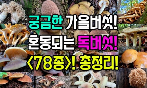东风菜治什么病最好-东风菜的功效与禁忌、东风菜怎么使用 -东风菜吃法网