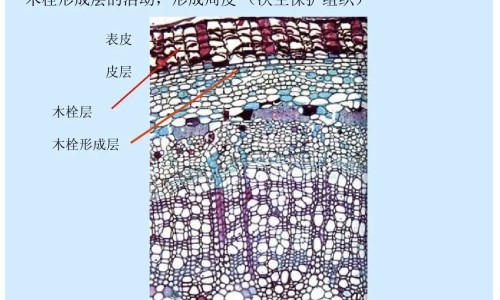 东风菜的功效与禁忌、东风菜怎么使用 -东风菜吃法网